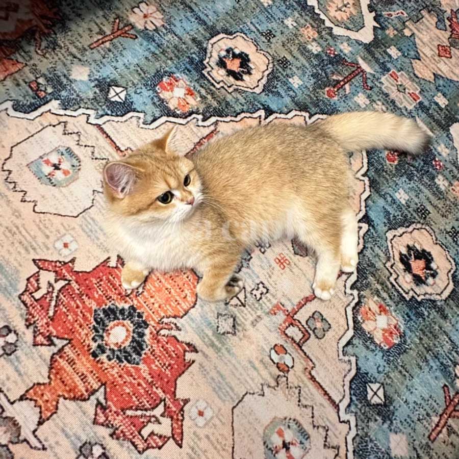 heritage mosaic rug