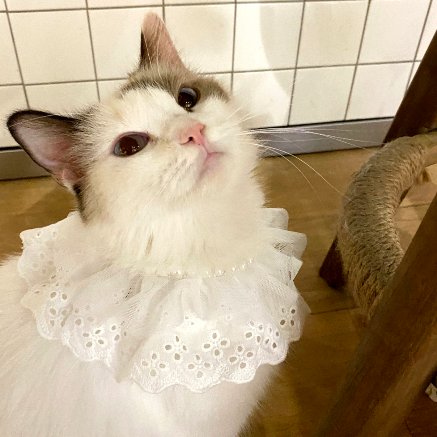 white lace neckwear