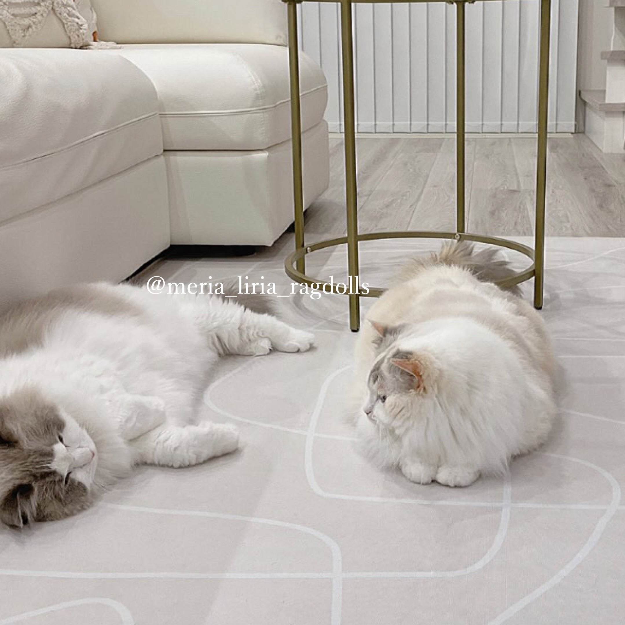 5color cream beige modern carpet
