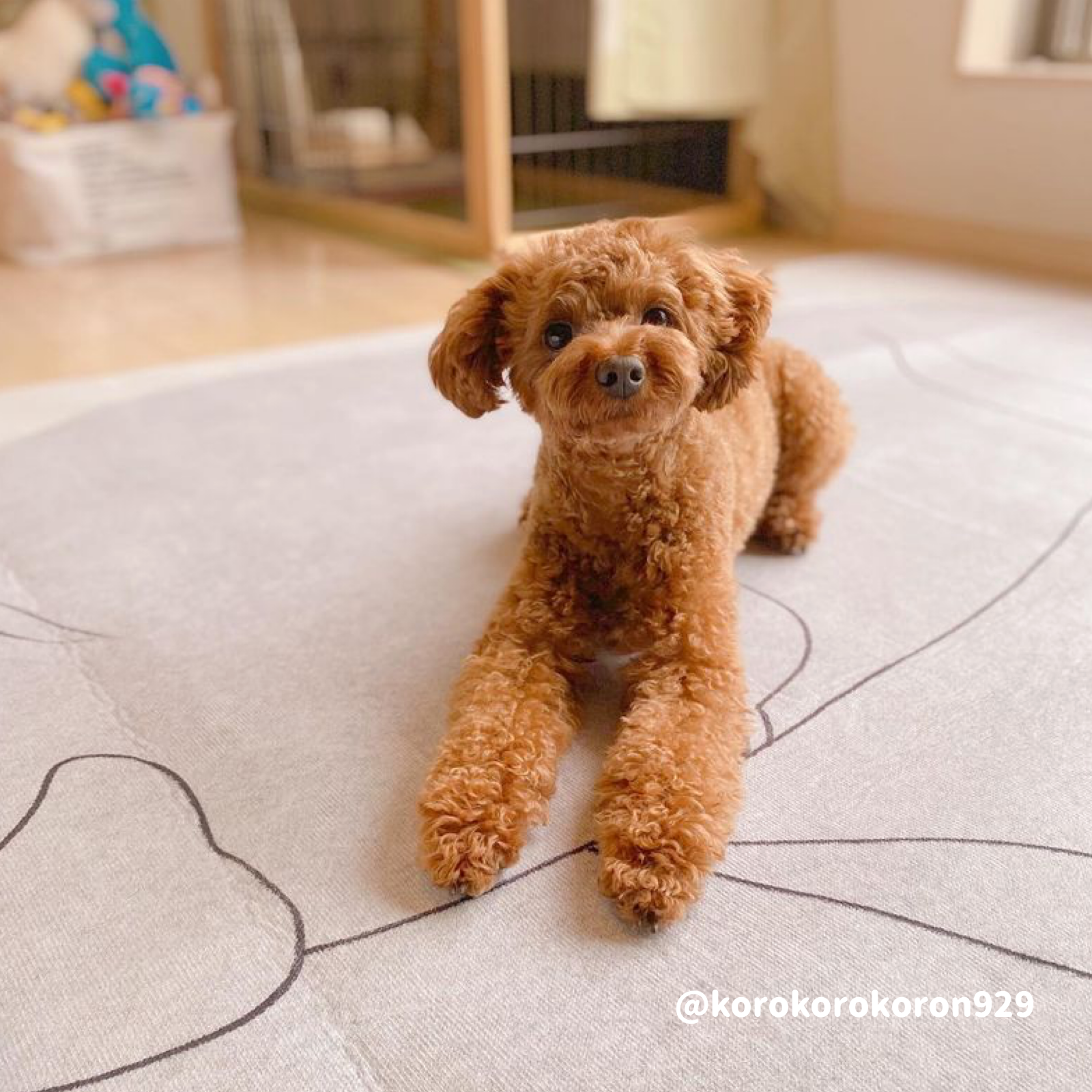 【ベストセラー】4design square carpet