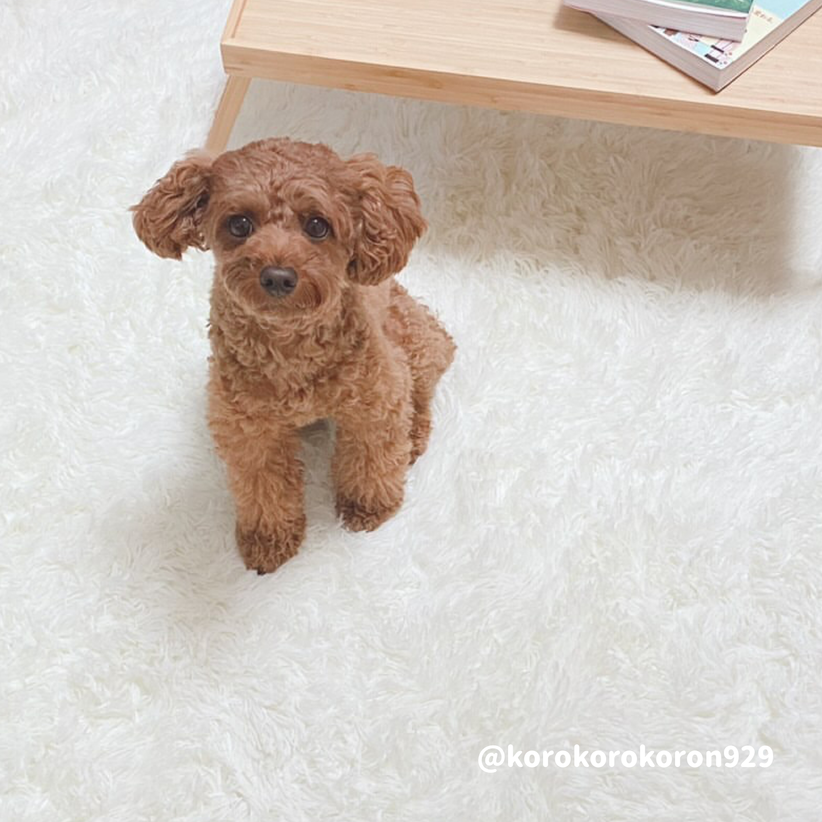 12color square carpet