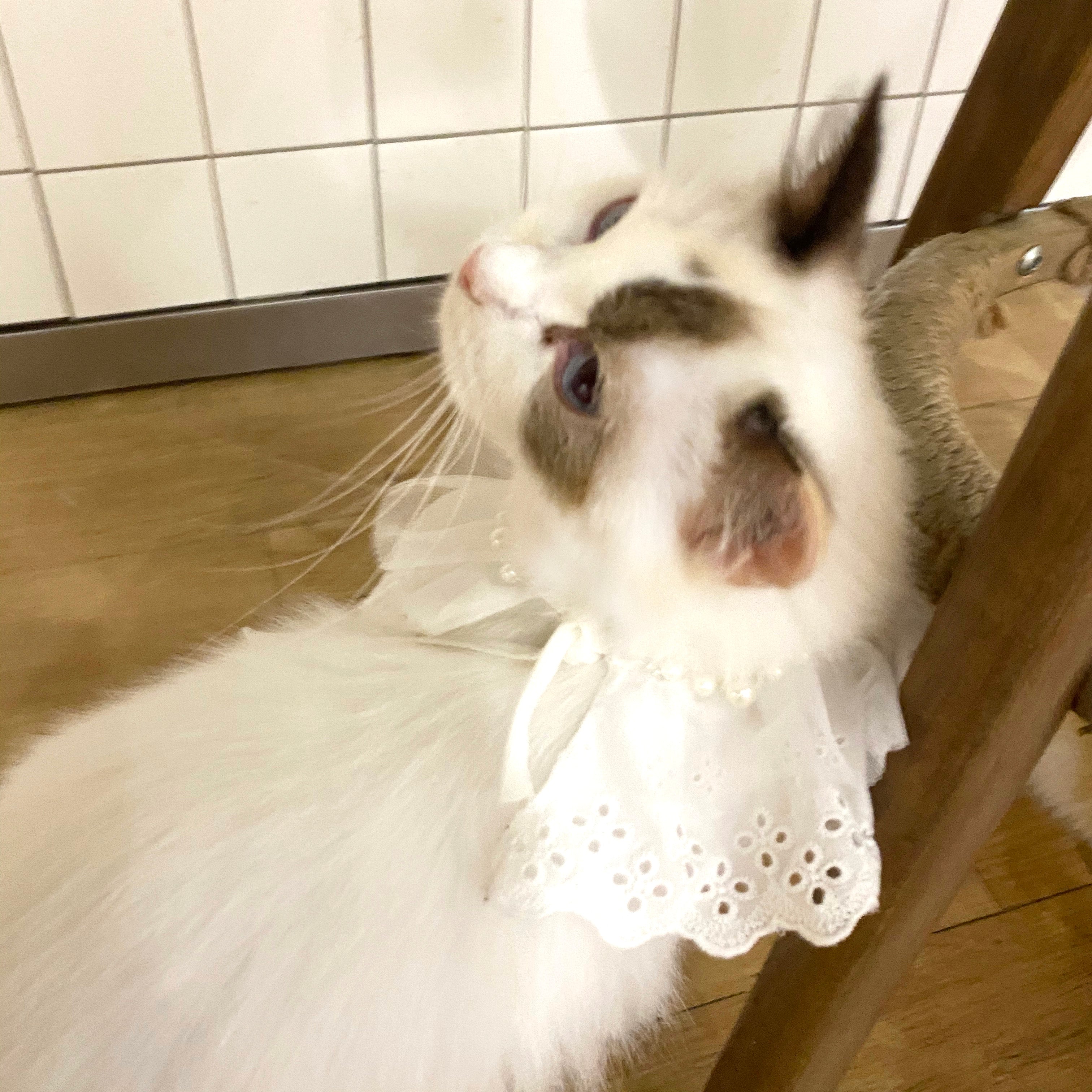 white lace neckwear