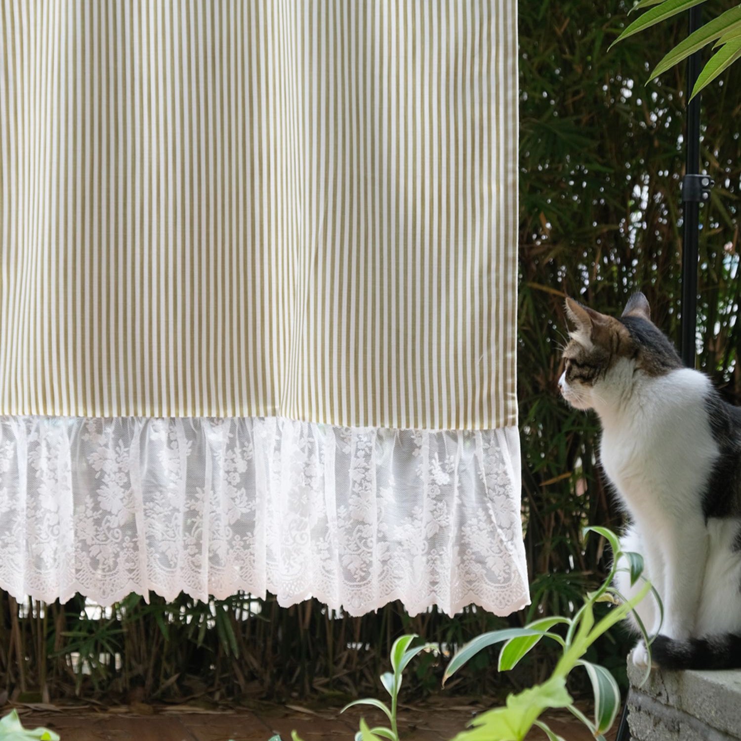 striped lace frill curtain